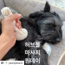 쓰담쓰담 아로마 테라피스트 | [수업후기] 반려견 허브볼 마사지 / 림프마사지 원데이클래스 (앞산카페거리)