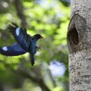 파랑새둥지 이미지