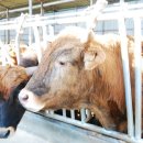 순우리 한우농장 이미지