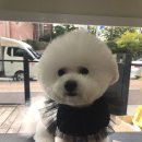 도니바니 이미지