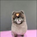 강남애견 이미지