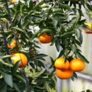 평안농장 이미지