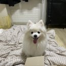 오복누리 | 오복누리 영양제 누리츄 후기