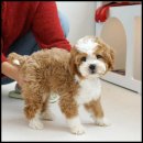 라운지펫 이미지