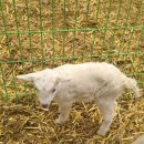 춘이농장 이미지