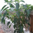 뒤뜰농장 이미지