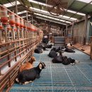 남원흑염소농장 2농장 이미지