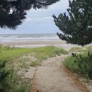 소나무캠핑 이미지