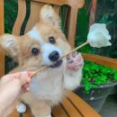 아기강아지 이미지