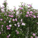 정원목장 이미지