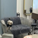 고은미용실 | 서현역 미용실 "살롱고은" 염색 솔직후기