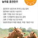 홍천한우