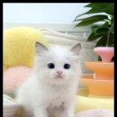 더 반려 강아지분양 고양이분양 잠실본점 네이버블로그