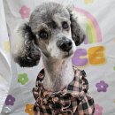 하쿠애견샵 이미지