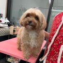 댕댕이 미용실 네이버블로그