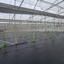 남진만농장 이미지