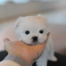 애니멀즈 강아지분양 고양이분양 대전점 이미지