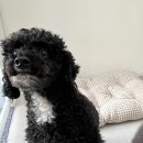 댕곤댕곤 이미지