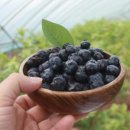 블루베리 앞 이미지