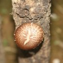 인암농원 이미지