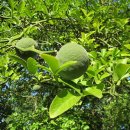 탱자한의원 이미지