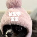 봉봉애견 이미지