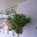 자작나무도서관 이미지