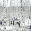 자작나무 숲 이미지