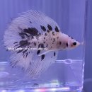 물속풍경수족관 | 목동·양천구·강서구 수초·열대어 전문 수족관 물속풍경수족관, 화곡동 인근 전문가와 함께 완성하는...