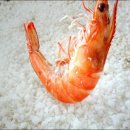 안동찜닭 해물떡찜 이미지