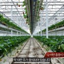 청년 베리팜 이미지