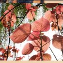 하우스 말로 이미지