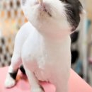 뜰안에냥 이미지