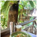 치앙마이 반캉왓 맛집 THE OLD CHIANG MAI CAFE 치킨라이스, 옐로우 믹스 후기