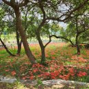 남면-운남산-절골산-오봉저수지- ★제석봉-대성지-구미역 2 이미지