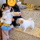 안녕 강아지 이미지