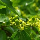 여름꽃농장 이미지