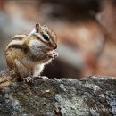 아기다람쥐 이미지