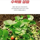 파내올 이미지