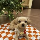 바오그루밍 이미지