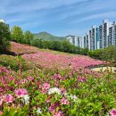 철쭉동산 이미지