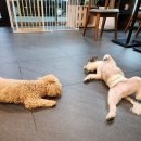 마이펫 부산대점 이미지