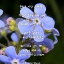 물망초 Daum카페