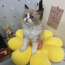 오독안심분양센터 강아지분양 고양이분양 목동점 이미지