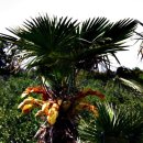 광령지석묘 5호 이미지