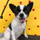 강산동물병원 이미지