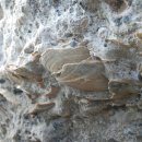 제주 서귀포층 패류화석 산지 이미지