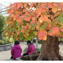 선바위(분재전시관) 이미지