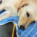 벳코어 | 강아지 산책도 열심히... 페노비스 오랄벳 강아지 치약 새로 산걸로 양치질도 열심히...