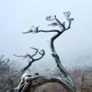 제200차 태백산 눈꽃산행 이미지